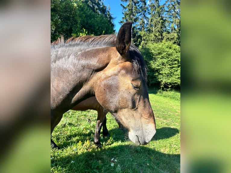 Noriker Mare 1 year Smoky-Black in Wegberg
