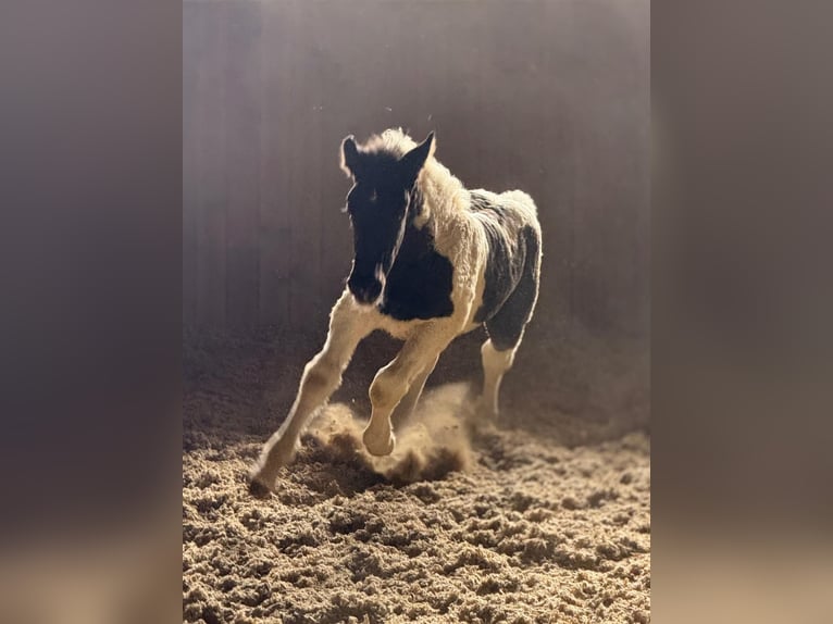 Noriker Mare 1 year Tobiano-all-colors in Klettgau