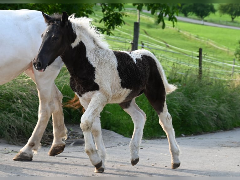 Noriker Mare 1 year Tobiano-all-colors in Klettgau