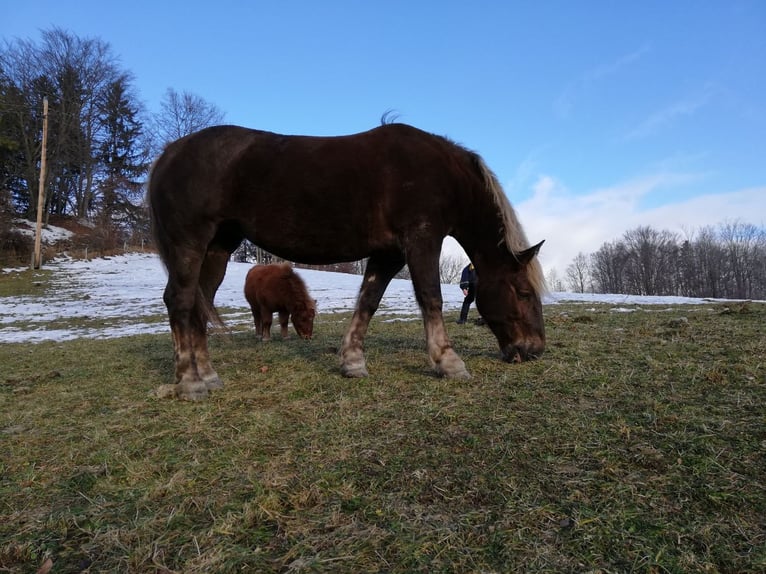 Noriker Mare 20 years 15,3 hh Chestnut in St. Anton