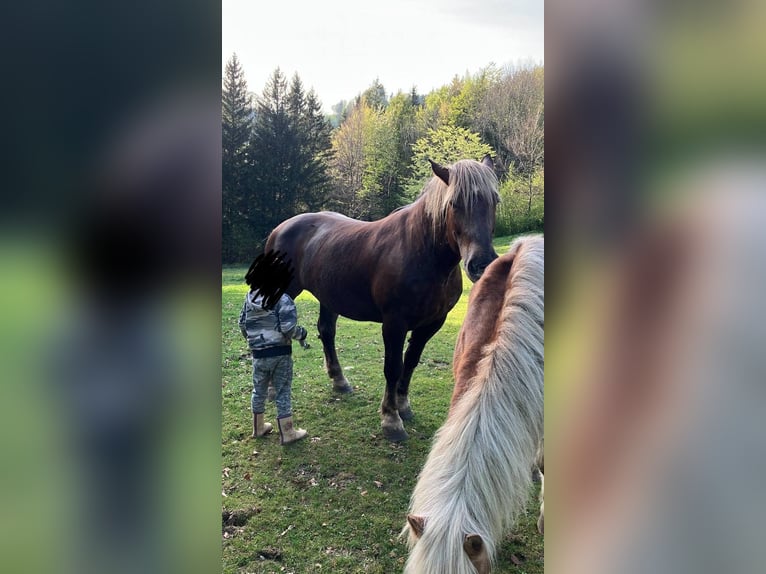 Noriker Mare 20 years 15,3 hh Chestnut in St. Anton