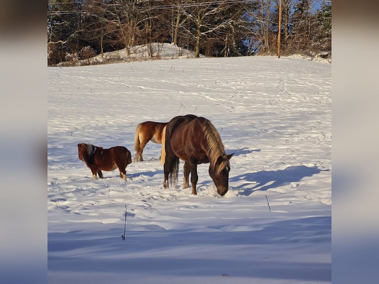 Noriker Mare 20 years 15,3 hh Chestnut in St. Anton