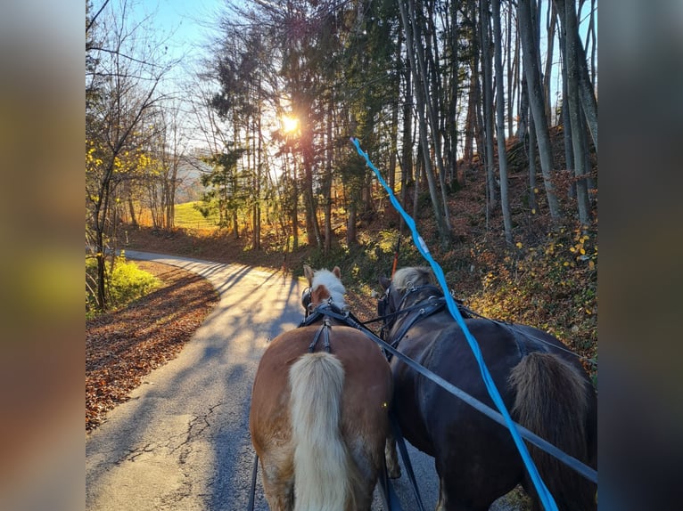 Noriker Mare 20 years 15,3 hh Chestnut in St. Anton