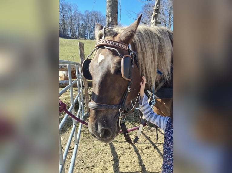 Noriker Mare 20 years 15,3 hh Chestnut in St. Anton