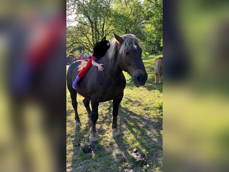 Noriker Mare 20 years 15,3 hh Chestnut in St. Anton