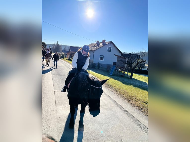 Noriker Mare 21 years 16,3 hh Gray-Dark-Tan in Eggersdorf