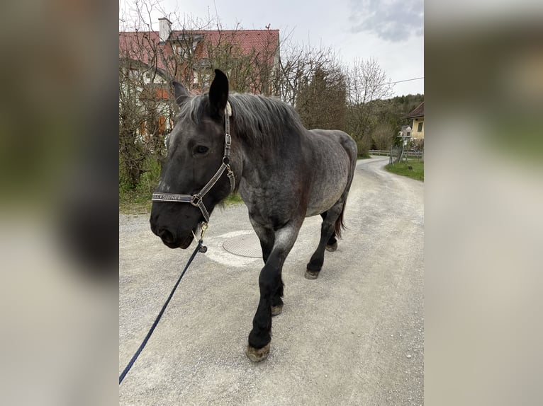 Noriker Mare 21 years 16,3 hh Gray-Dark-Tan in Eggersdorf