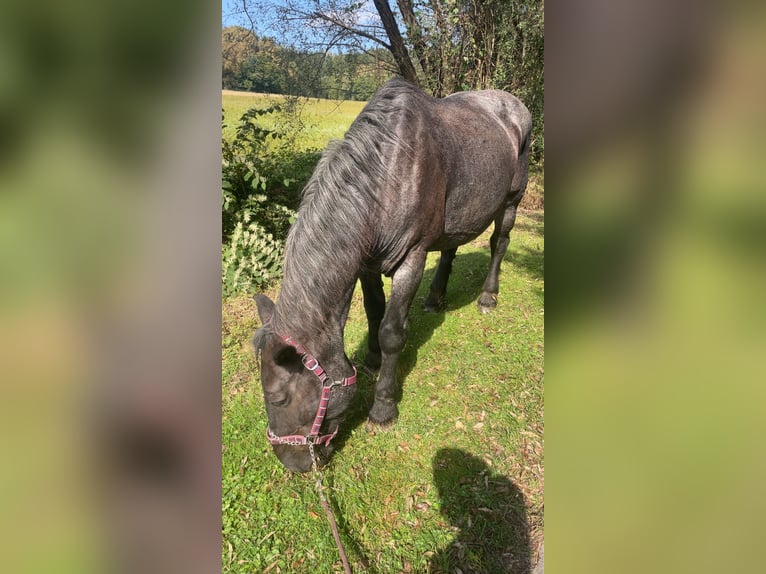 Noriker Mare 21 years 16,3 hh Gray-Dark-Tan in Eggersdorf