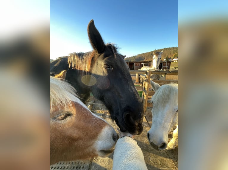 Noriker Mare 21 years 16,3 hh Gray-Dark-Tan in Eggersdorf