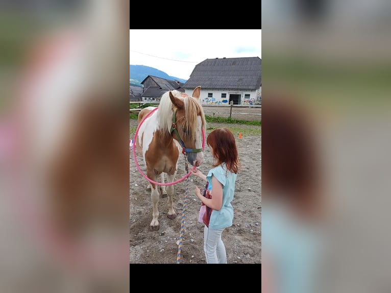 Noriker Mare 2 years 14,1 hh Pinto in Aifersdorf