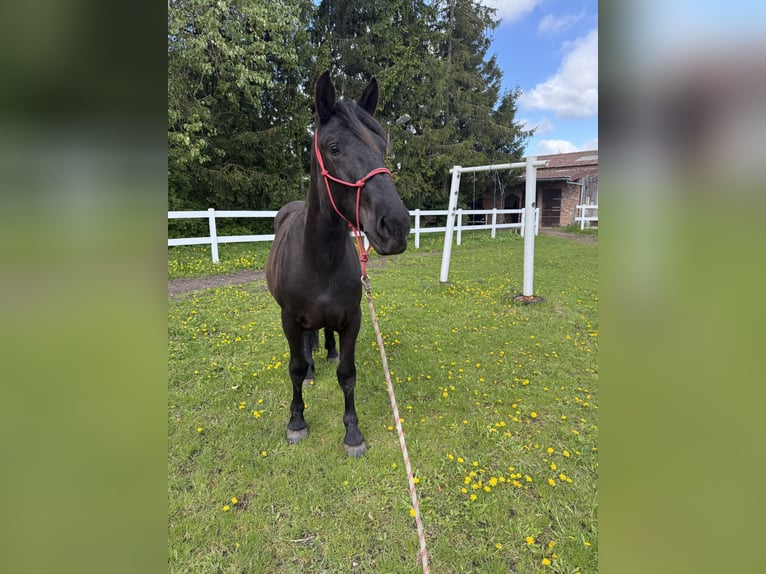 Noriker Mare 2 years 15.2 hh Black in Waren