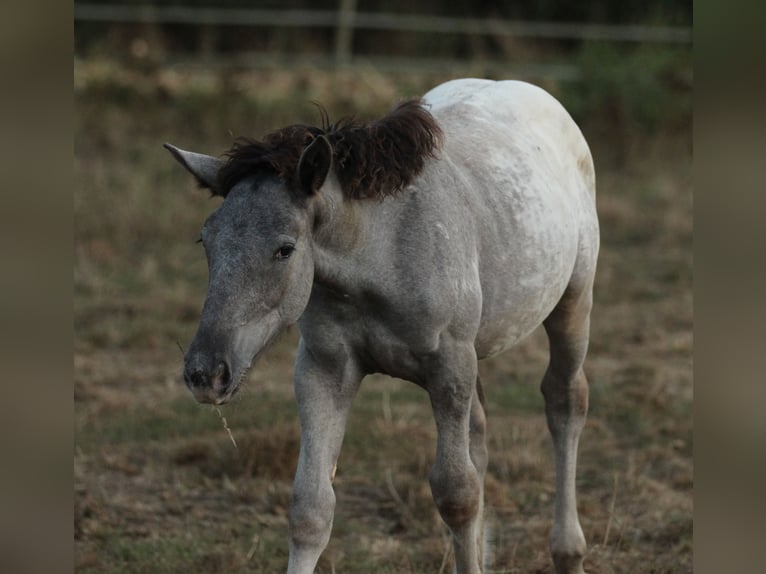 Noriker Mare 2 years 15.2 hh Leopard-Piebald in Waldshut-Tiengen