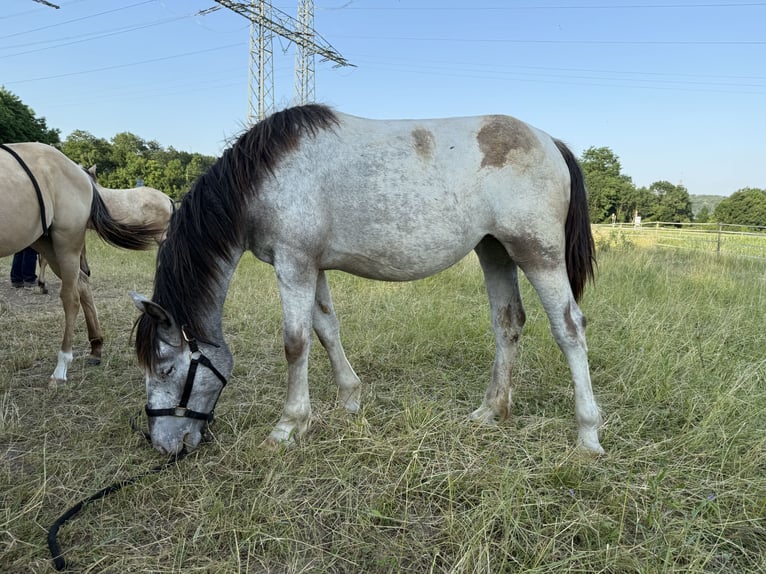Noriker Mare 2 years 15.2 hh Leopard-Piebald in Waldshut-Tiengen