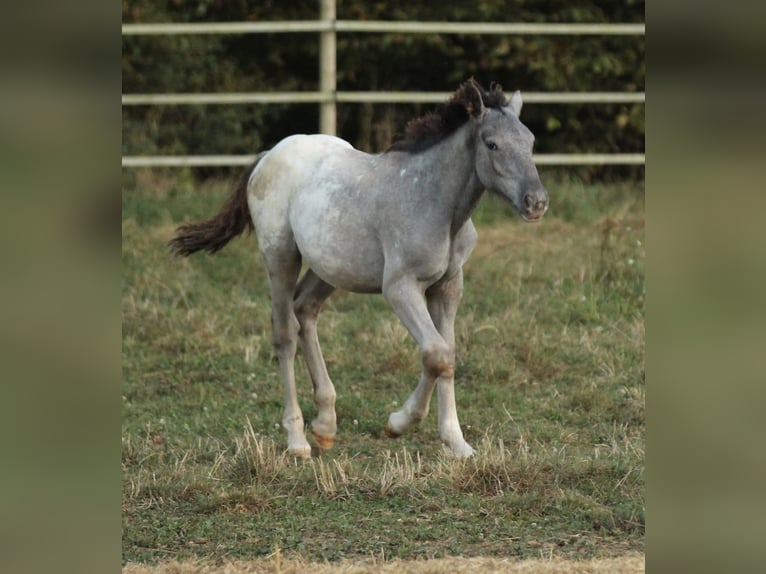Noriker Mare 2 years 15.2 hh Leopard-Piebald in Waldshut-Tiengen