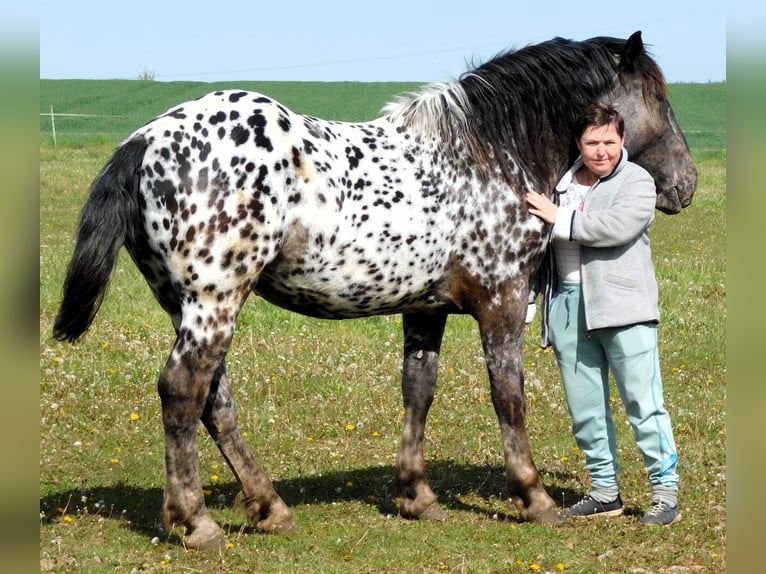 Noriker Mare 2 years 15,2 hh Leopard-Piebald in Skalice