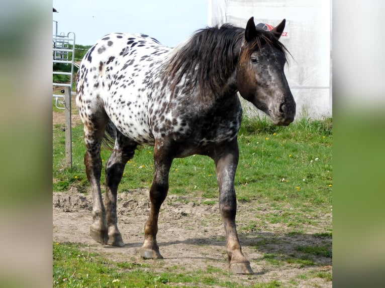 Noriker Mare 2 years 15,2 hh Leopard-Piebald in Skalice