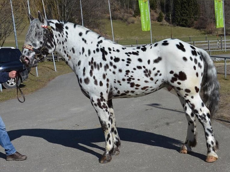 Noriker Mare 2 years 15,2 hh Leopard-Piebald in Skalice