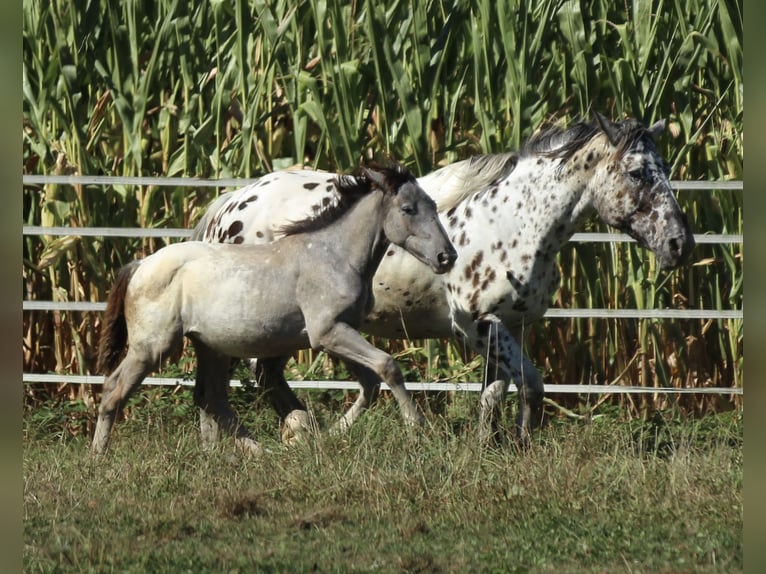 Noriker Mare 2 years 15,2 hh Leopard-Piebald in Waldshut-Tiengen