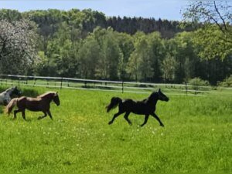 Noriker Mare 2 years 16,1 hh Black in Küßnach