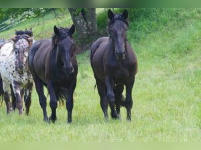 Noriker Mare 2 years 16,1 hh Black in Küßnach