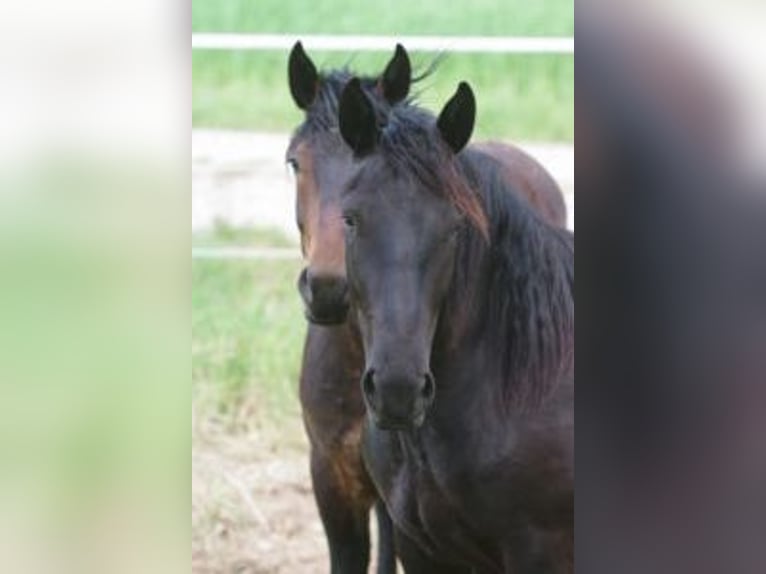 Noriker Mare 2 years 16,1 hh Black in Küßnach