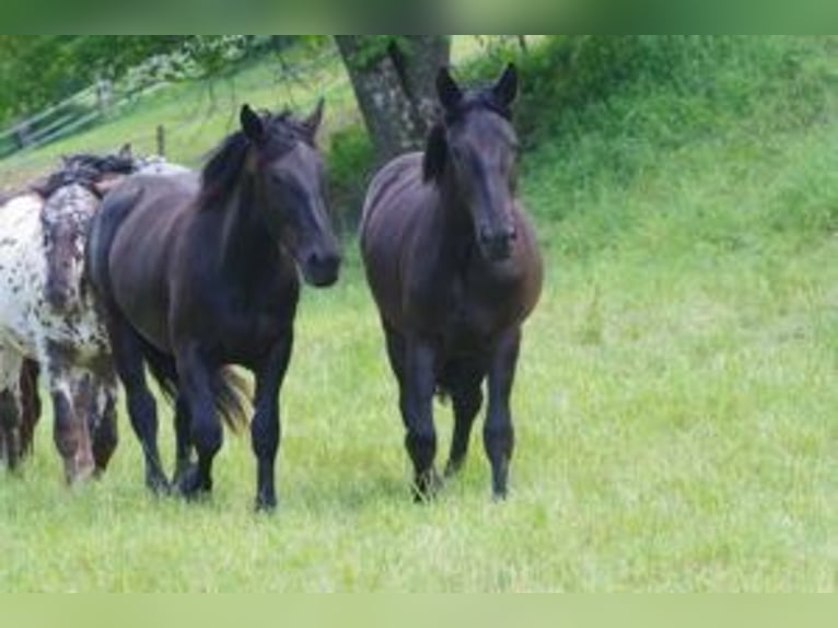 Noriker Mare 2 years 16,1 hh Black in Küßnach