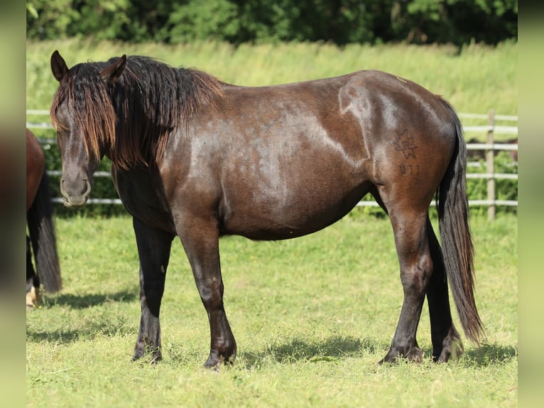 Noriker Mare 2 years 16 hh Black in Waldshut-Tiengen