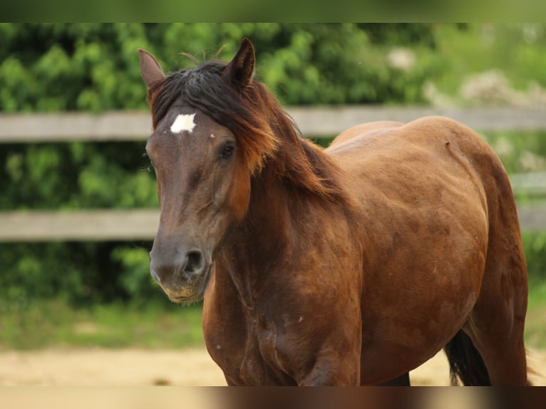 Noriker Mare 2 years 16 hh Black in Waldshut-Tiengen