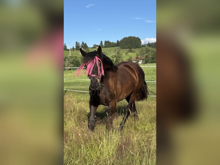 Noriker Mare 2 years Black in Stiefenhofen