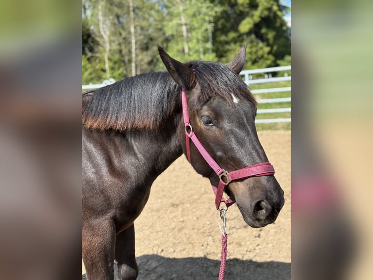 Noriker Mare 2 years Black in Stiefenhofen