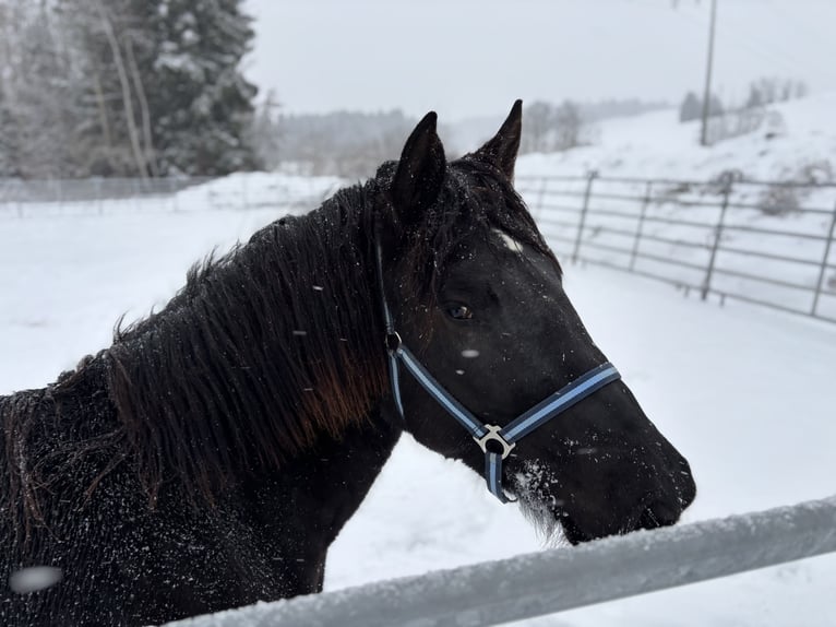 Noriker Mare 2 years Black in Stiefenhofen