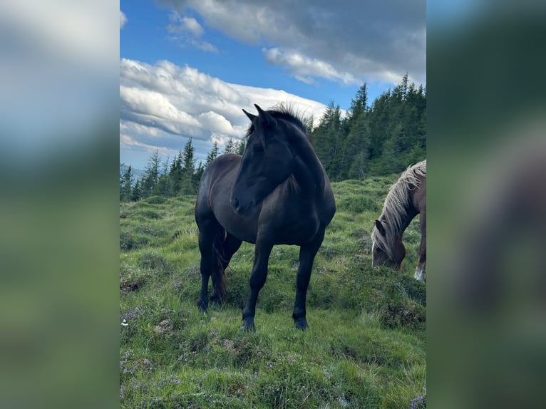 Noriker Mare 2 years Black in St. Peter