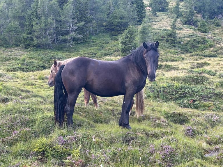 Noriker Mare 2 years Black in St. Peter