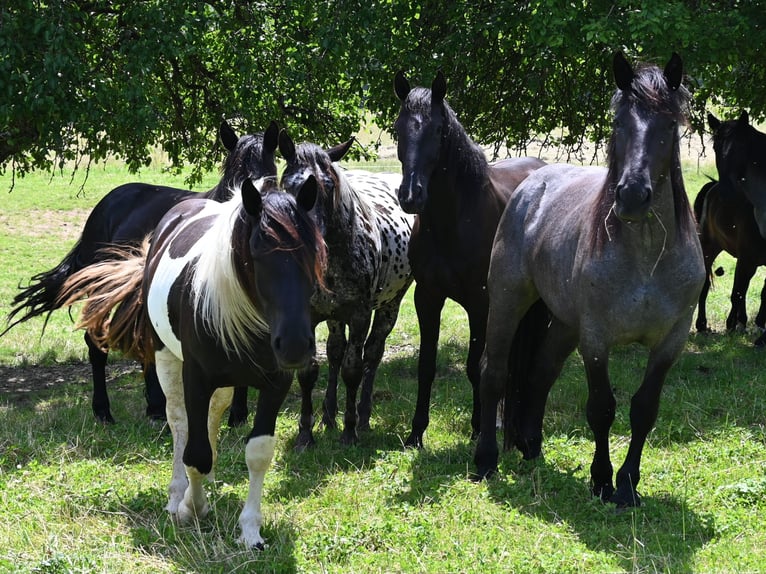 Noriker Mare 2 years in Klettgau