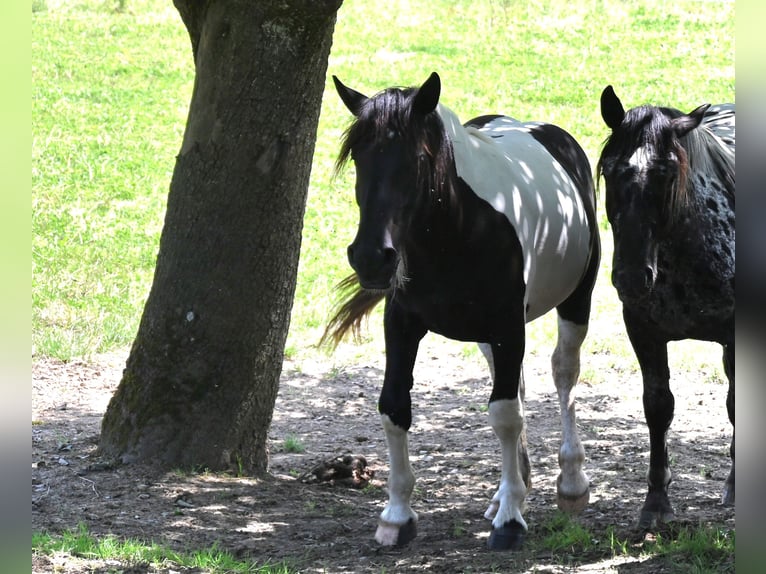 Noriker Mare 2 years in Klettgau