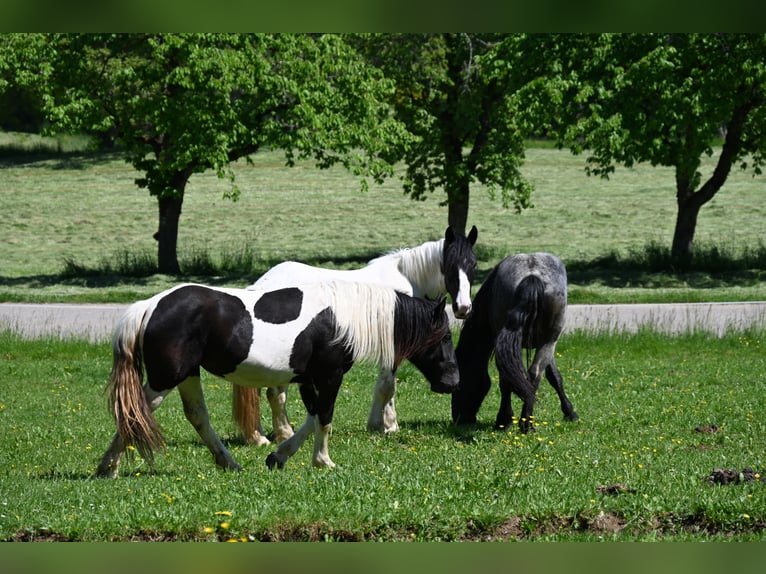 Noriker Mare 2 years in Klettgau