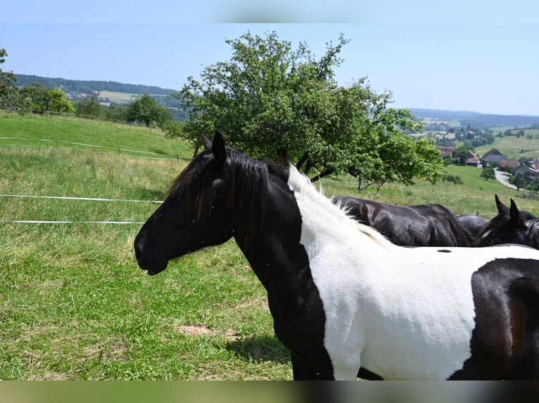 Noriker Mare 2 years in Klettgau