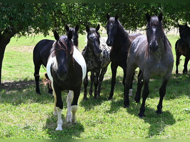 Noriker Mare 2 years in Klettgau