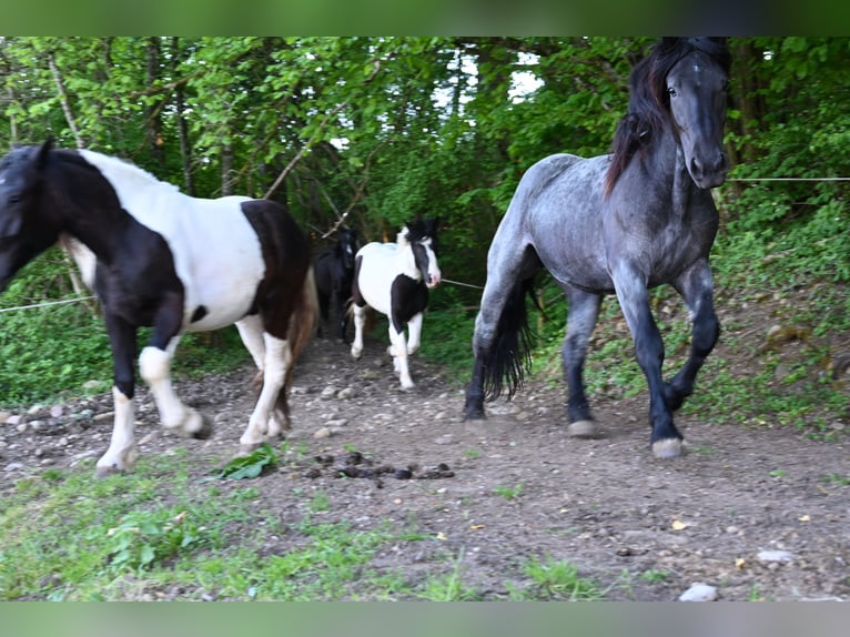 Noriker Mare 2 years in Klettgau