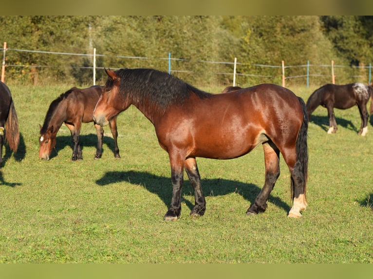 Noriker Mare 2 years Brown in Vorderberg