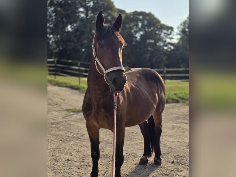 Noriker Mare 2 years Brown in Selent