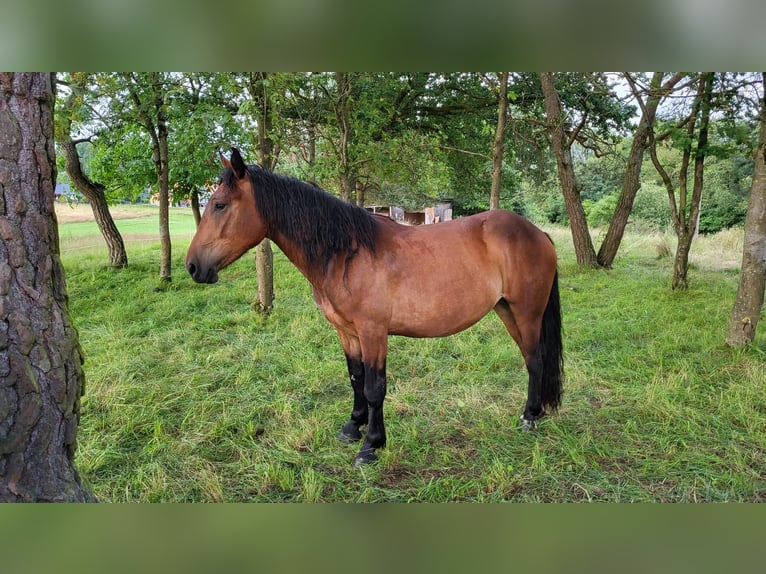 Noriker Mare 2 years Brown in Selent