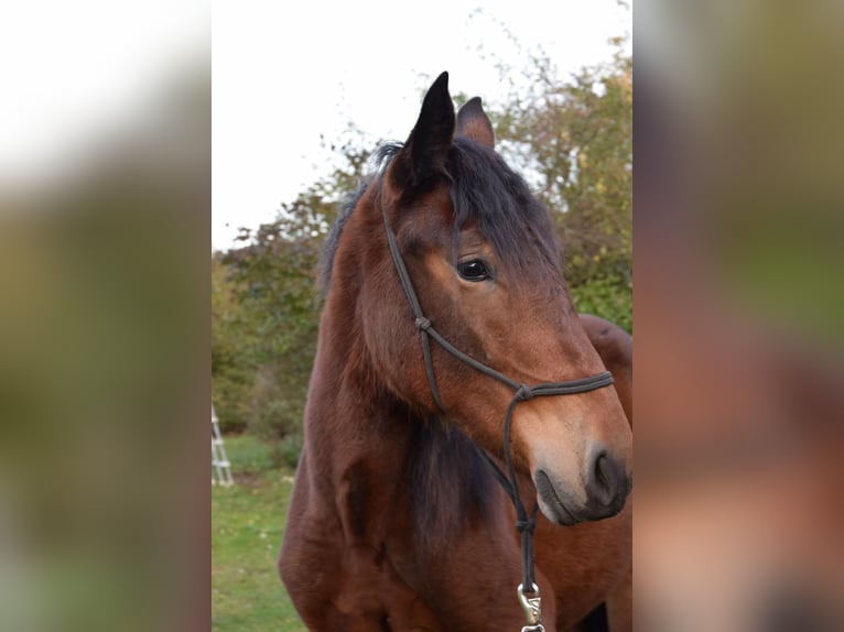 Noriker Mare 2 years Brown in Selent