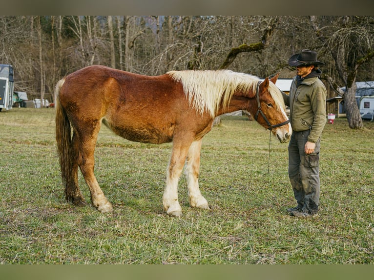 Noriker Mare 2 years Chestnut-Red in Hermagor