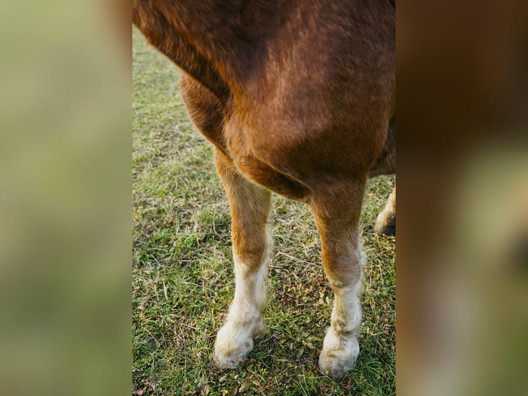 Noriker Mare 2 years Chestnut-Red in Hermagor