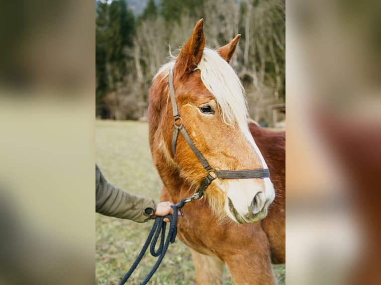 Noriker Mare 2 years Chestnut-Red in Hermagor