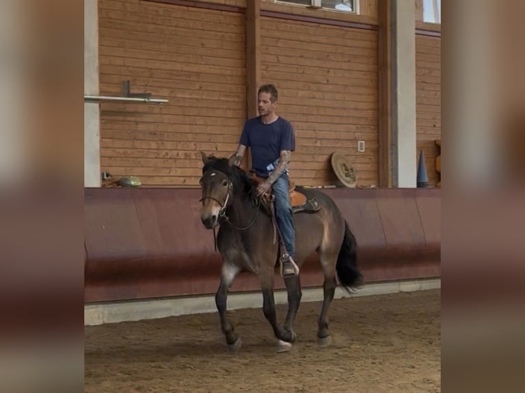 Noriker Mare 3 years 14.1 hh Brown in Achstetten