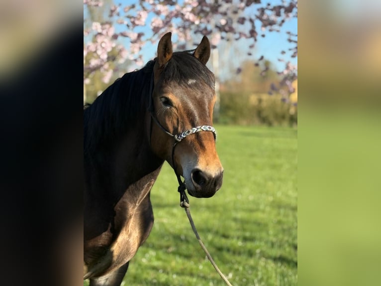 Noriker Mare 3 years 14.1 hh Brown in Achstetten