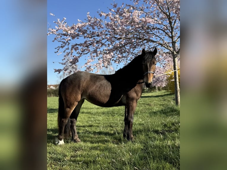 Noriker Mare 3 years 14.1 hh Brown in Achstetten