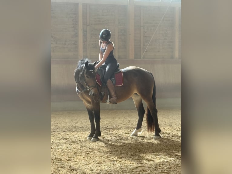 Noriker Mare 3 years 14.2 hh Brown in Achstetten
